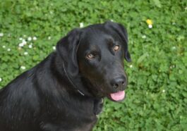 dog, labrador, animal, pet, canine, nature, animals, labrador retriever, black fur