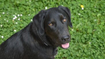 dog, labrador, animal, pet, canine, nature, animals, labrador retriever, black fur