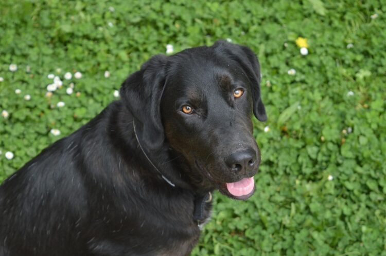 dog, labrador, animal, pet, canine, nature, animals, labrador retriever, black fur