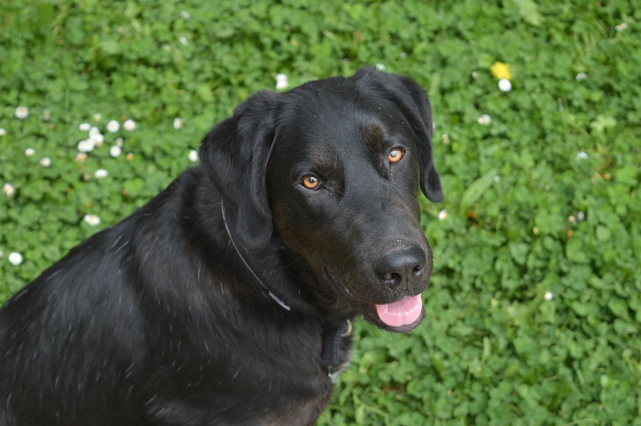 dog, labrador, animal, pet, canine, nature, animals, labrador retriever, black fur