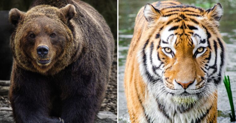 These 10 Animals Have Bears Running The Other Way
