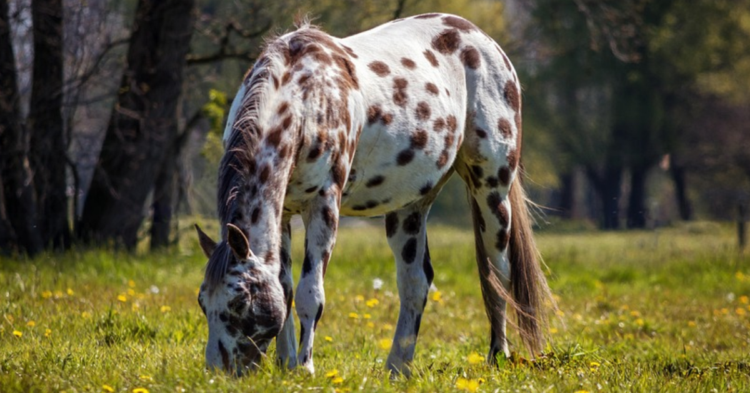 10 Reasons The Appaloosa Is Unlike Any Other Horse