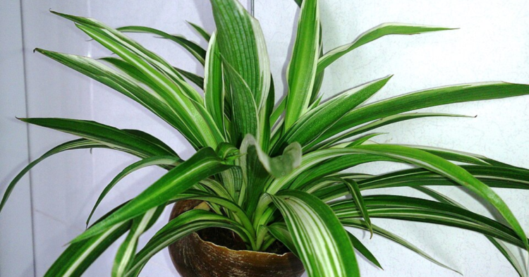 Want An Endless Indoor Plant Collection? Start With These 20