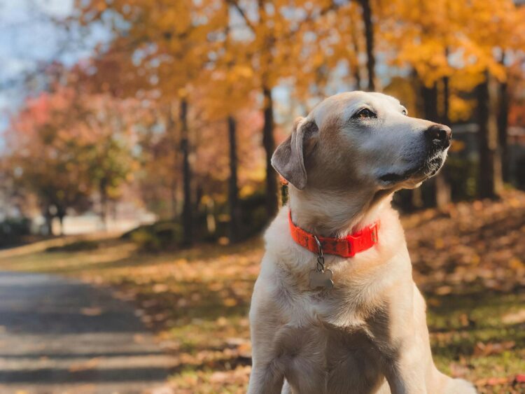 Adorable Labrador in a vibrant autumn setting with colorful fall leaves.
