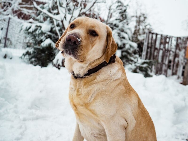 Adorable Labrador sitting in snowy outdoor setting, showcasing its playful and gentle nature.