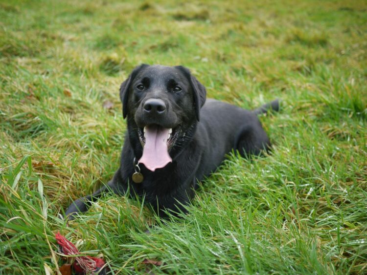 Black Labrador Retriever with open mouth and pink tongue in a lush green field.