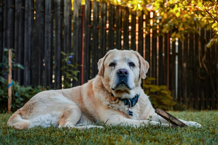 A golden retriever lies on grass with a wooden stick in a sunny backyard.