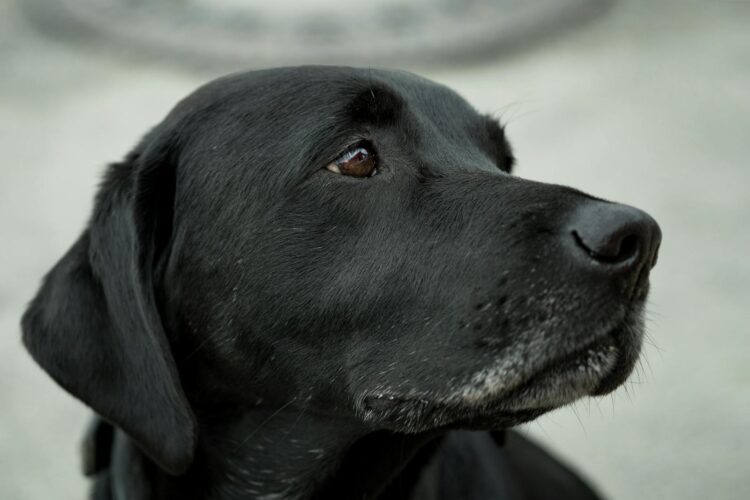A close-up shot of a black Labrador Retriever with attentive gaze, showcasing fur detail.