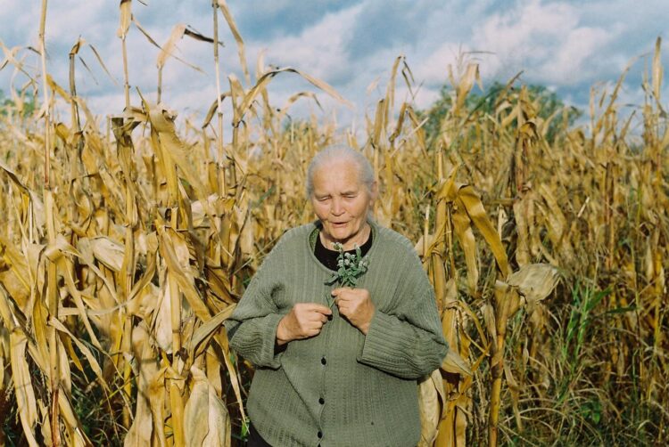 An elderly woman stands in a Serbian cornfield holding small plants on a sunny summer day.