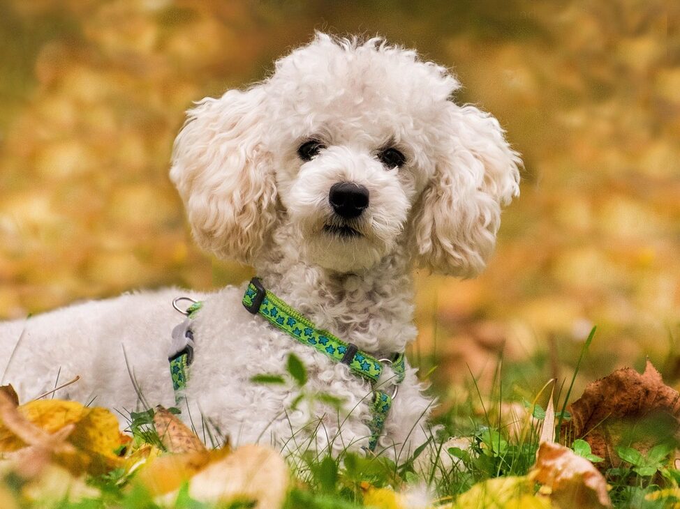poodle, miniature poodle, dog, animal, nature, lie, meadow, pet, leaves, fall, white