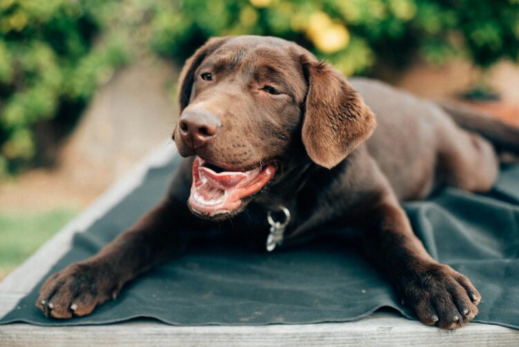 Chocolate Labrador Retriever lying outdoors with a cheerful expression, enjoying the sunny day.