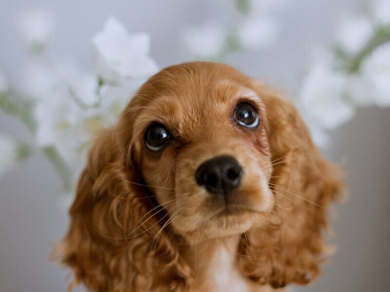 a dog looking at the camera