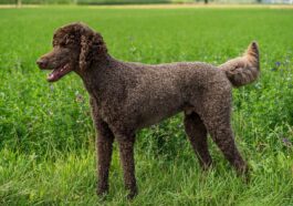 dog, poodle, king poodle, animal, domestic animal, friend, pet, brown, nature, total, landscape
