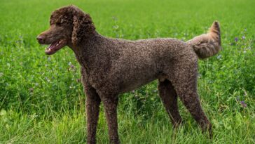 dog, poodle, king poodle, animal, domestic animal, friend, pet, brown, nature, total, landscape