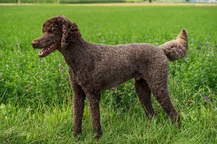 dog, poodle, king poodle, animal, domestic animal, friend, pet, brown, nature, total, landscape