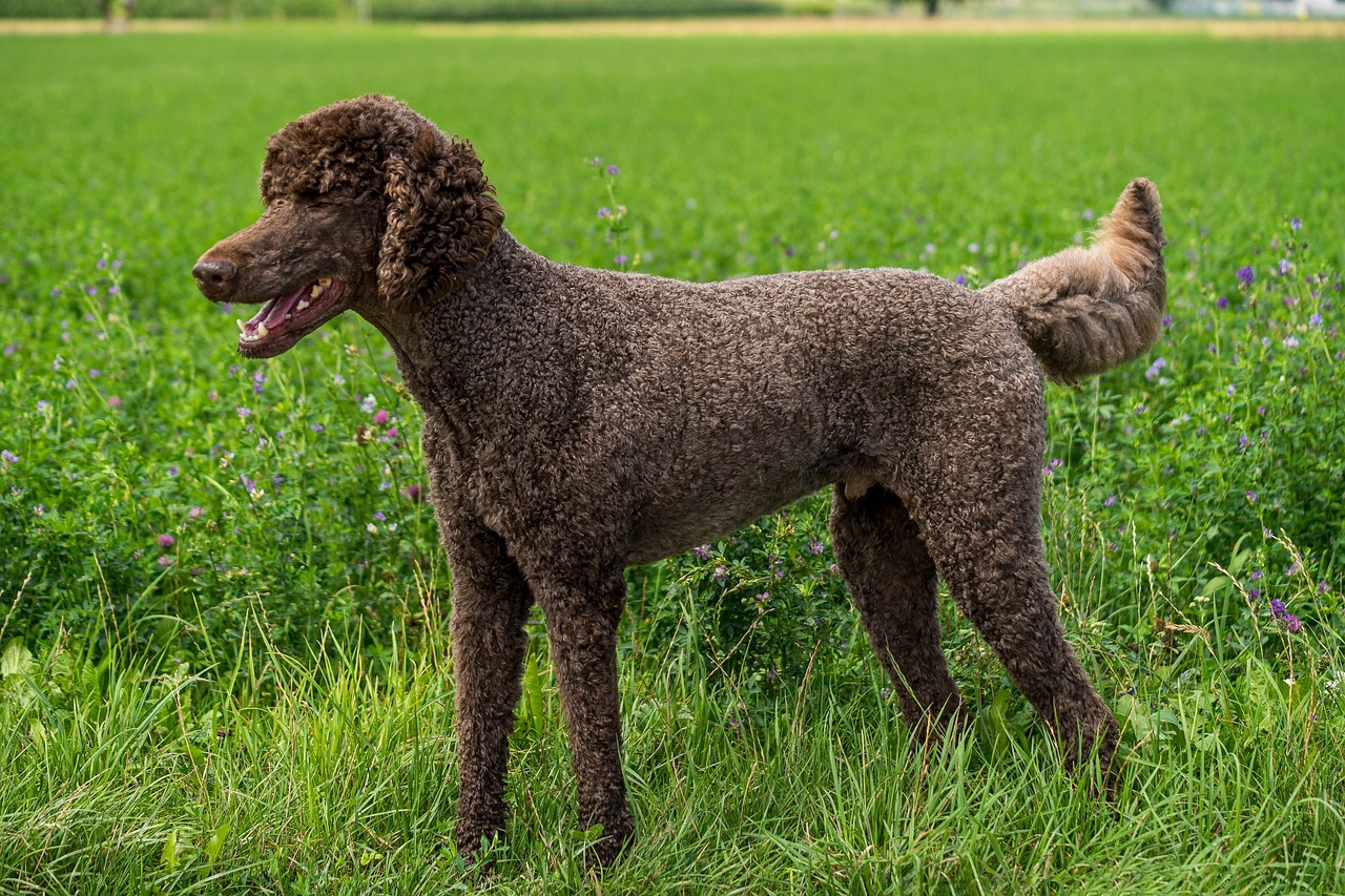 dog, poodle, king poodle, animal, domestic animal, friend, pet, brown, nature, total, landscape