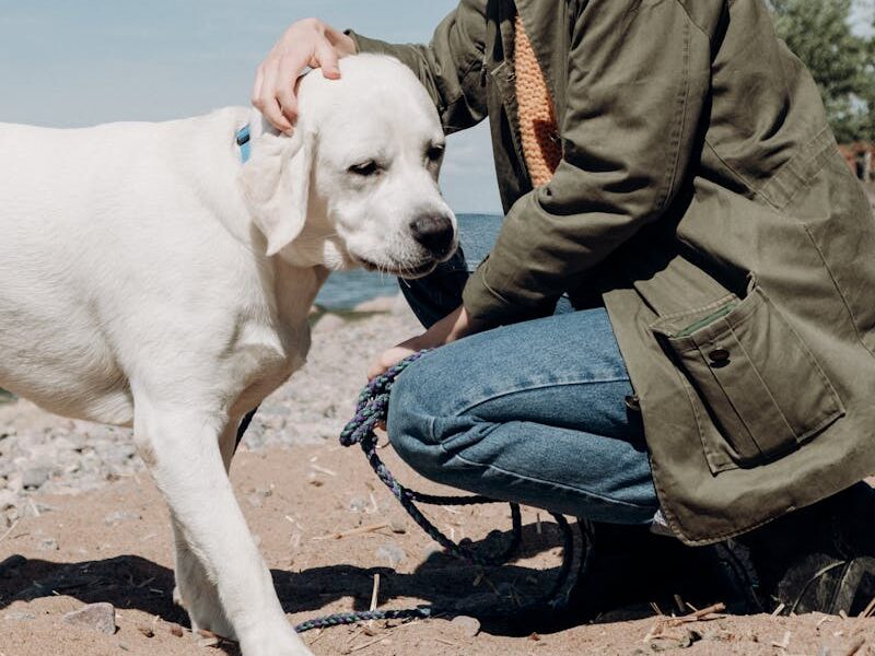 A woman caressing a Labrador Retriever on a sunny beach day.