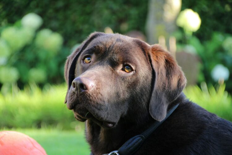 a brown dog with a black collar and a red frisbee
