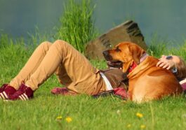 dog, girl, summer, beach, animal, pet, nature, big dog, friend, best friend, sun