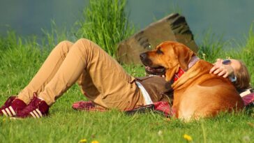 dog, girl, summer, beach, animal, pet, nature, big dog, friend, best friend, sun