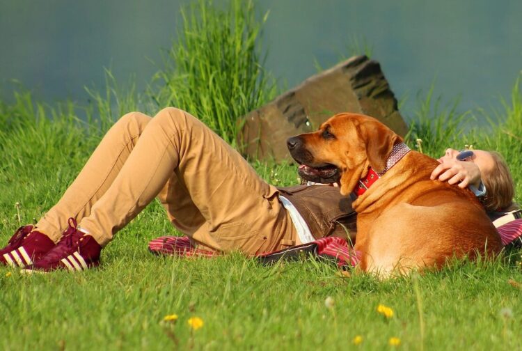 dog, girl, summer, beach, animal, pet, nature, big dog, friend, best friend, sun