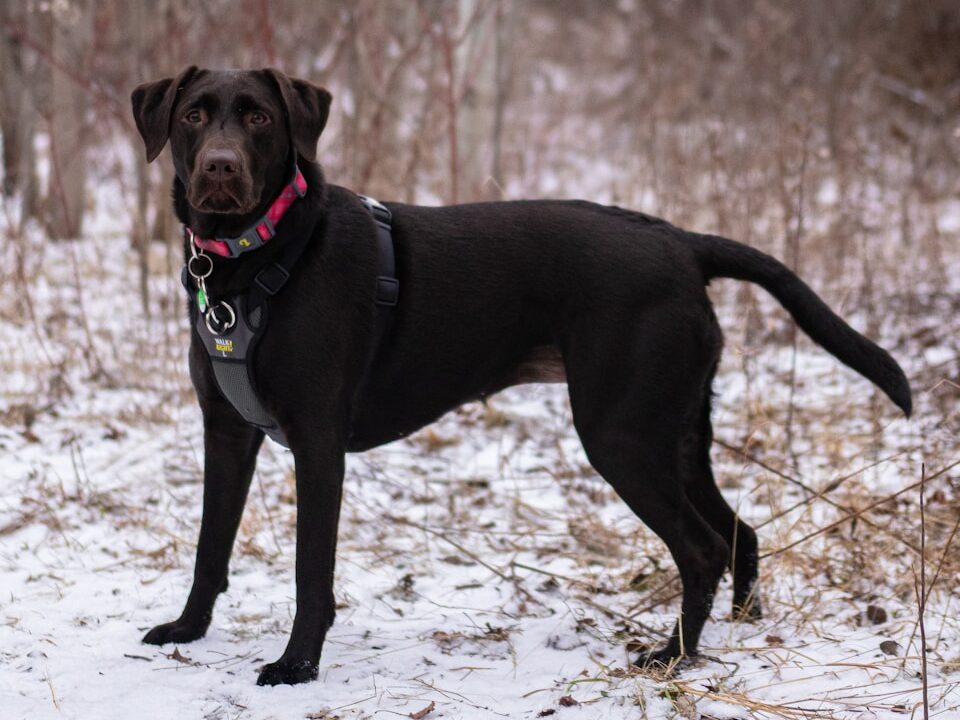 black labrador retriever on snow covered ground during daytime