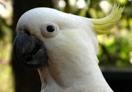 sulphur-crested cockatoo, white cockatoo, sulphur-crested, cockatoo, nature, bird, australia, bird head, zoo