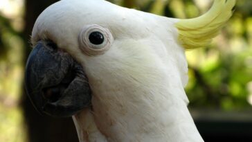 sulphur-crested cockatoo, white cockatoo, sulphur-crested, cockatoo, nature, bird, australia, bird head, zoo