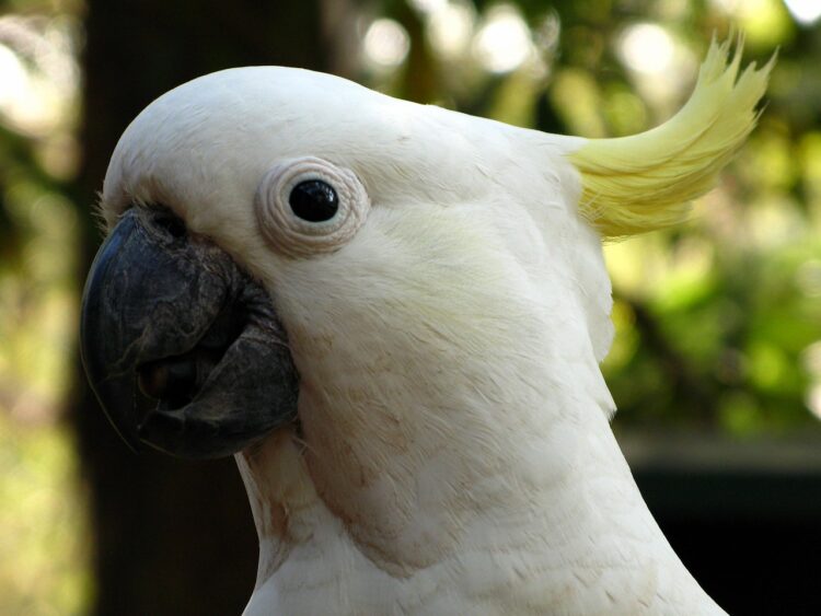 sulphur-crested cockatoo, white cockatoo, sulphur-crested, cockatoo, nature, bird, australia, bird head, zoo