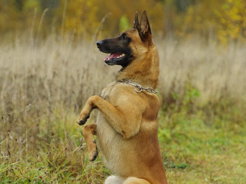 a dog standing on its hind legs in a field