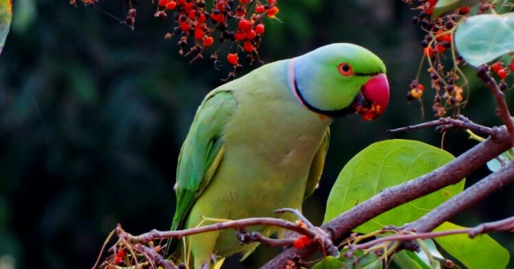 10 Fascinating Behaviors That Make Parrots Truly Unique