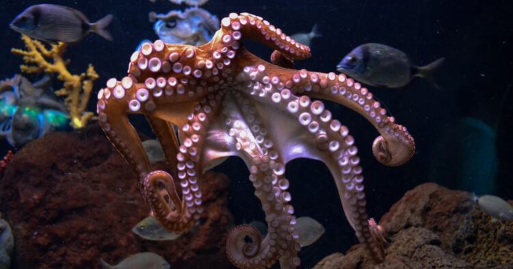 10 Fascinating Octopus Behaviors You’ve Probably Never Heard Of