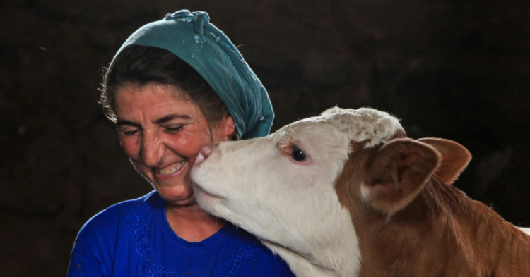 10 Surprising Perks Of Keeping A Cow As A Pet Over A Horse