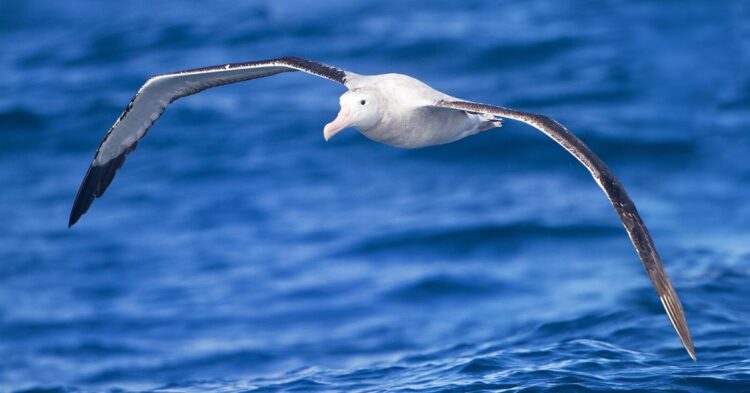 Meet The Birds That Spread Their Wings The Widest