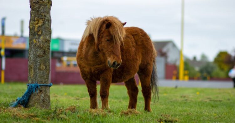20 Facts To Help You Understand Miniature Horses