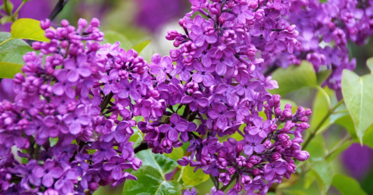 Donât Let Your Lilacs Fail: 20 Mistakes To Avoid