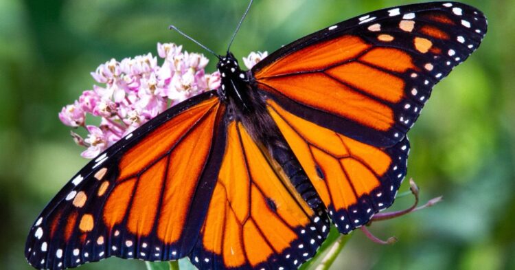 10 Facts About The Monarch Butterfly’s Epic Migration