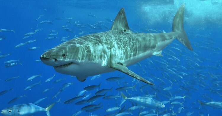Meet The Great White That Left Scientists Speechless In 2020
