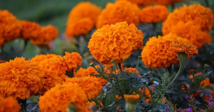 20 Spectacular Orange Flowers For Four-Season Gardens