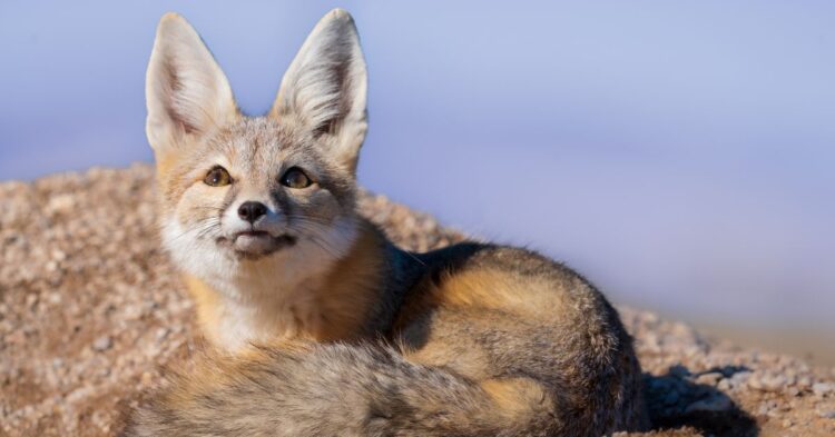 Wildlife Marvels In America’s Arid Regions