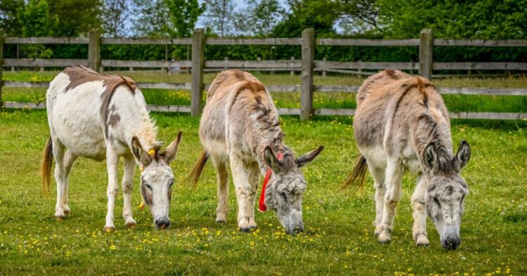 10 Practical Reasons Every Farm Can Benefit From A Donkey
