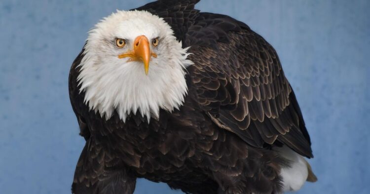 10 Animals That Carry Powerful Symbolism Around The World