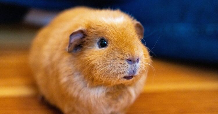10 Reasons Guinea Pigs Make The Perfect Companion