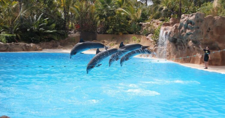 10 Zoos Advancing Wildlife Conservation Efforts