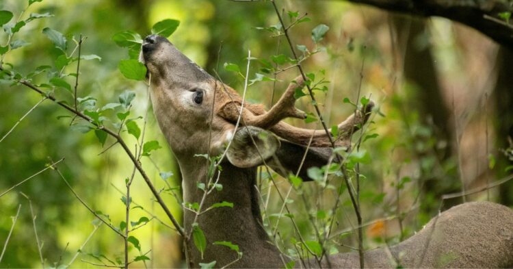 10 Deer-Deterrent Plants Every Garden Should Have