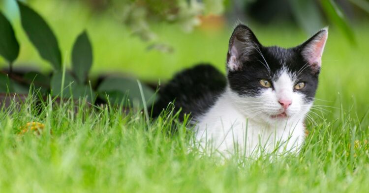 10 Key Differences Between House Cats And Free Roamers