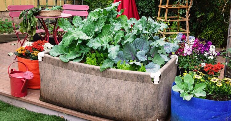 10 Veggies That Thrive In Raised Beds And 10 That Don't