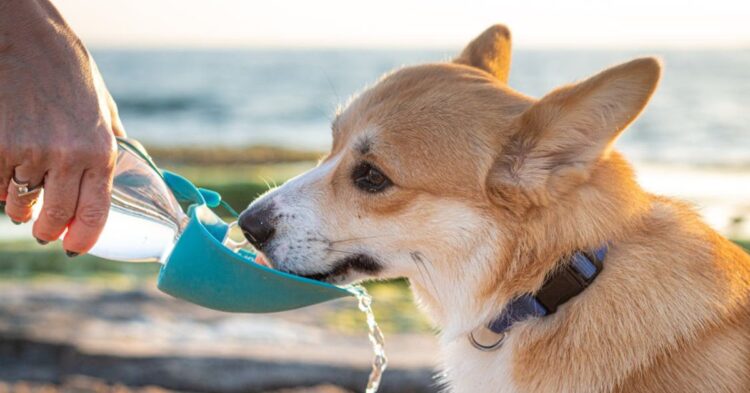 10 Ways Climate Change Is Quietly Redefining Pet Ownership In America