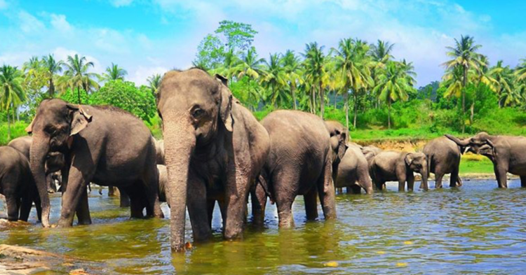 10 Unexpected Ways Animals Sense And Respond To Natural Disasters