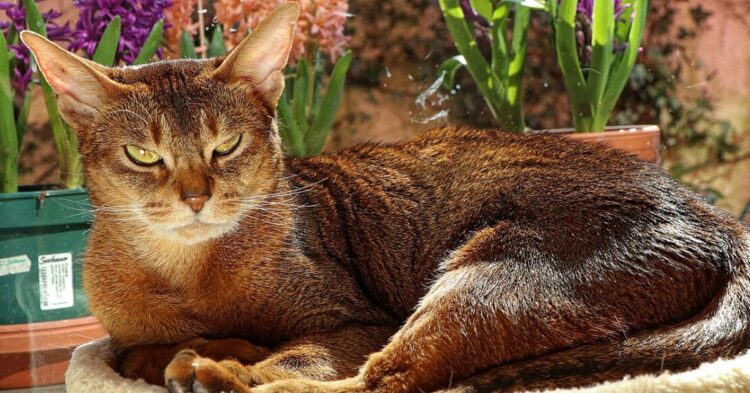 10 Cat Breeds Known For Their Intelligence